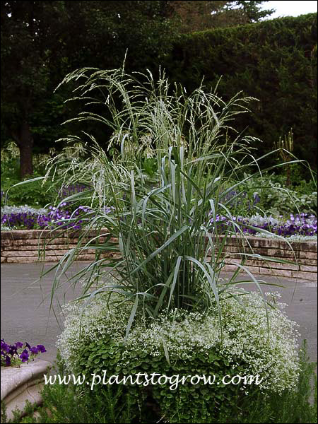 An improved Switch Grass with a consistent blue foliage